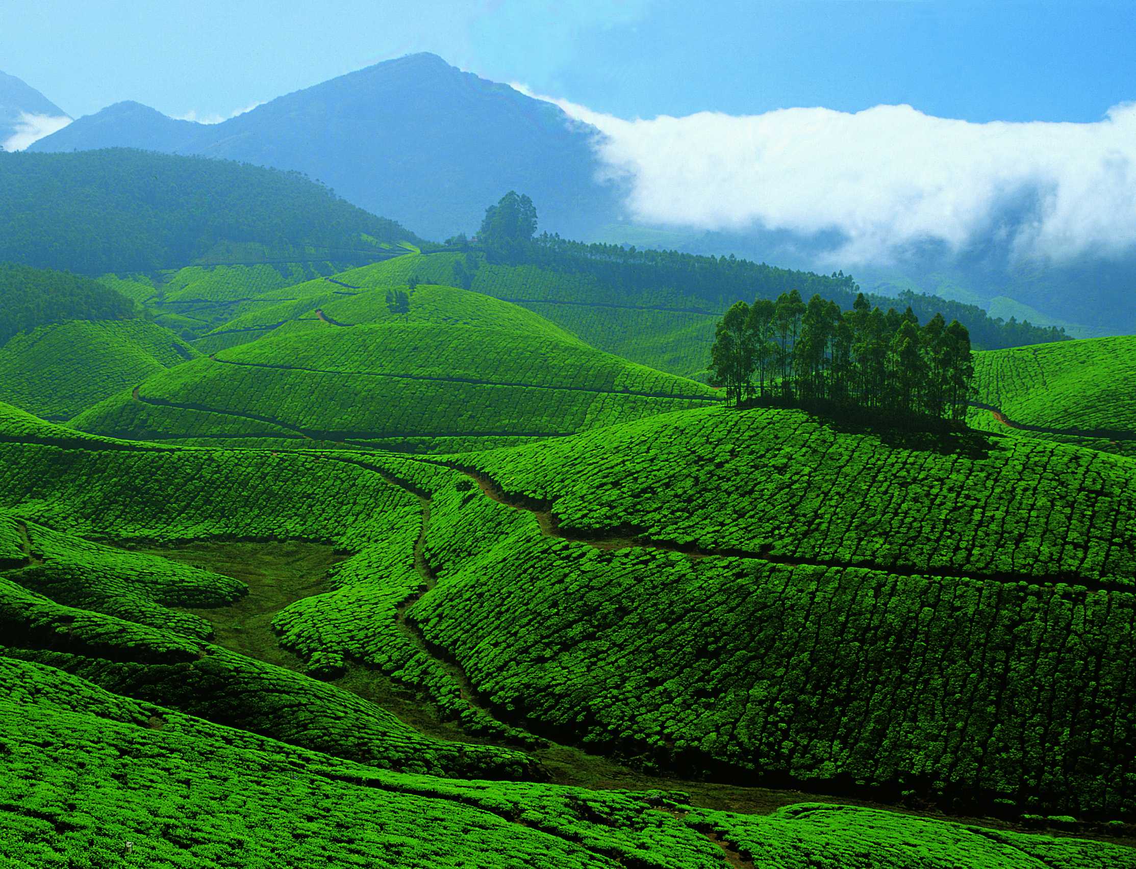 https://d3r8gwkgo0io6y.cloudfront.net/upload/Tea Garden04.jpg